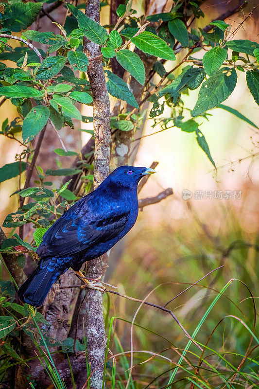 缎纹园丁鸟(Ptilonorhynchus violaceus)